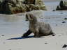 088 Deserted baby seal