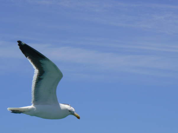 092 Sea gull