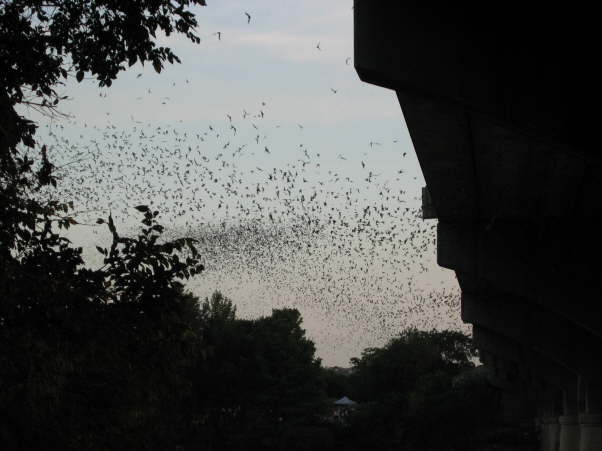 Bats emerging